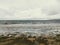 White seagull, dove above mossy, sand beach shore.