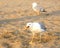 white seagull eats a bread crumb on the beach