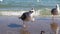 White seagull eats bread, stands on the beach in the sunlight. Many gulls on the seashore.