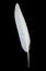 White seagull feather