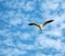 White seagull in flight