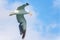 White seagull in flight