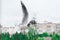 White Seagull in flight, with bread in beak