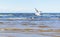 White seagull flying above the water to the left with its wings open. B