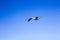 White seagull flying in blue sunny sky over sea. Silhouette of soaring gull. Bird in flight. Ocean.