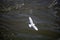 White seagull flying over river