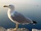White seagull on French coast in Europe