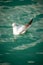 White seagull gracefully swimming in the emerald-green water