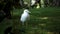 White seagull on a green lawn. Wildlife concept