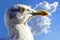 White seagull looking forward and blue sky