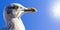 White seagull looking forward and blue sky