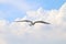 White seagull one flying flare in the sky a beautiful grove, gulls, white poultry in Asia by winter, flying gull