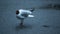 White seagull with open beak