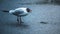 White seagull with open beak