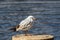 A white seagull with an orange beak stands on a stone and looks at the photographer. Wildlife. City birds. Close-up.