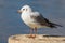 A white seagull with an orange beak stands on a stone and looks at the photographer. Wildlife. City birds. Close-up.