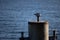 White seagull perched on the metal posts of a coastal building