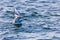 White seagull perched on a rippling ocean surface, its wings outstretched