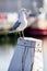 White seagull on a pillar in the harbour with a boat in the background