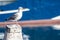 White seagull on a pillar in the harbour with a boat in the background