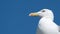 White seagull portrait against blue sky. Copy space on left.