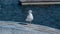 White seagull portrait, perched on an upturned boat in fishing harbor in Portugal