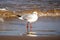 A white seagull with a red beak and red legs stands in the sea water with waves and brown sea sand on a sunny day