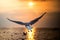 White seagull With red mouths and feet, Flying in the sky over the sea in the evening sunset