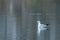 A white seagull sailing on the surface of a lake in Moravia near the city of Ostrava during heavy snowfall in the Czech Republic