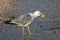 white seagull on the seashore in summer looking for food