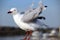 White Seagull Shaking Wing Feathers