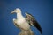 White Seagull sitting on a lamppost.