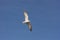 White seagull soars in the blue sky