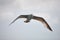 The white seagull soars flying against the background of the blue sky, clouds and mountains.