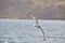 The white seagull soars flying against the background of the blue sky, clouds and mountains. A beautiful seagull hovers over the s