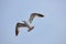 The white seagull soars flying against the background of the blue sky, clouds and mountains. The seagull is flying