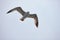 The white seagull soars flying against the background of the blue sky, clouds and mountains. The seagull is flying