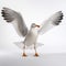 White Seagull In Spread Wings - High Quality Ultra Hd Image