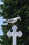 White Seagull Standing On A Church Cross