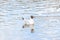 White seagull swimming along water pond sea river ocean surface macro