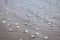 White Seagull swimming on sea background