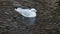 White seagull swims in a body of water