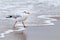 White Seagull walking on the wet sand on the background of the storm sea