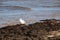 a white seagull walks along the seashore on brown sea grass