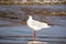 A white seagull walks on brown sea sand on a background of water on a sunny day