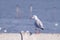 White Seagulls Bird standing on Concrete Barrier with beautiful Sea Background