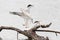 White seagulls catch fish in the lake