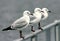 White Seagulls on Fence