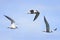 white seagulls in flight on a blue sky background