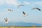 White seagulls fly against the background of blue sky and clouds on a sunny day. birds on the sand by the sea